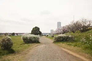 Cherry Blossom Season Images Stampe: Scenery of spring