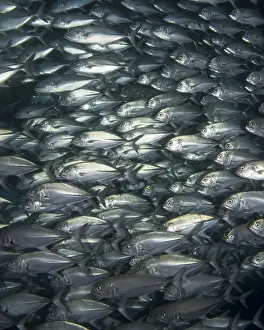 Great Barrier Reef Photography Stampe: School of Fish