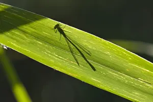 Daytime Exterior Shots Stampe: Shadow of a dragonfly