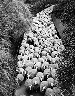 Landscape Photography Art Stampe: Sheep on path, elevated view (B&W)