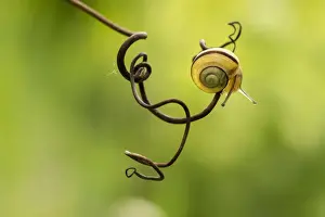 Animal Head Photography Stampe: Snail face