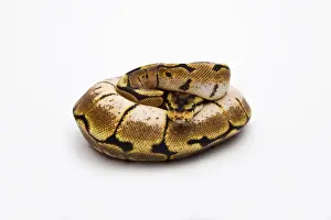 Stampe di Ragno Ball Python o Python Reale -Python regius-, femmina Pitone Palla Stampe: Ragno Ball Python o Python Reale -Python regius-, femmina.