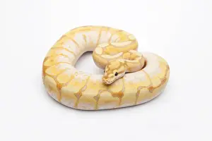Terrarium Animals Stampe: Spider CG Ball Python or Royal Python -Python regius-, male