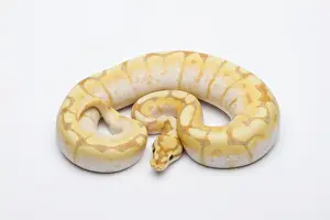 Stampe di Ragno CG Ball Python o Royal Python -Python regius-, maschio Pitone Palla Stampe: Ragno CG Ball Python o Royal Python -Python regius-, maschio.