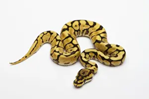 Stampe di Ragno Fantasma Ventre Giallo Ball Python o Pitone Reale -Python regius-, maschio Pitone Palla Stampe: Fantomessa Gialla Pancia Serpente di Rete o Faraone -Python regius-, maschio.