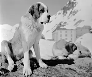 St Bernard Dog Breed Stampe: St Bernards