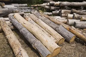 Coniferous Tree Trunks Stampe: Stack of Eastern white pine tree logs, Laurentians, Quebec, Canada