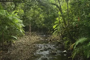 Idyllic Australian Landscapes Stampe: Stream in rainforest