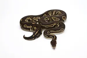 Stampe di Python nero superiore - Python regius Pitone Palla Stampe: Pitone nero superiore, testa nera o Pitone reale -Python regius-.