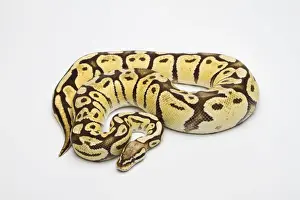 Stampe di Serpente di Python a palla al cioccolato super pastello vaniglia o Serpente reale -Python regius-, femmina Pitone Palla Stampe: Serpente di ballena pastello super vaniglia o serpente reale -Python regius-, femmina.