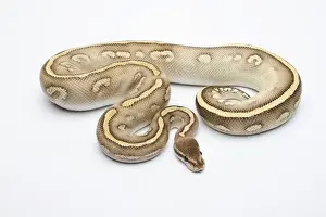 Stampe di Super Faraone di Serpente Ball Python o Serpente Reale -Python regius-, maschio Pitone Palla Stampe: Super Faraone di Ball Python o Faraone reale -Python regius-, maschio.