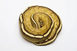 Terrarium Animals Stampe: Superstripe Ball Python or Royal Python -Python regius-, male