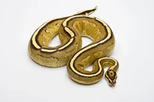 Stampe di Python regale maschio - Python regius - Pitone Palla Stampe: Superstripe Ball Python o Python reale -Python regius-, maschio.