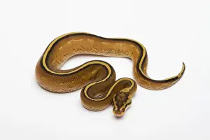 Terrarium Animals Stampe: Superstripe Ball Python or Royal Python -Python regius-, male