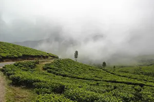 Western Ghats Landscape Stampe: Tea gardens