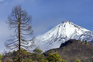 Canary Islands Travel Destinations Stampe: Teide volcano and pine trees