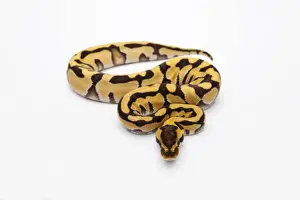 Terrarium Animals Stampe: Tiger Ball Python or Royal Python -Python regius-, female
