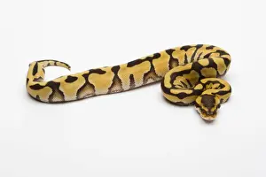 Stampe di Tigre Ball Python o Pitone Reale -Pitone regio-, femmina Pitone Palla Stampe: Tigre Ball Python o Python reale -Python regius-, femmina.
