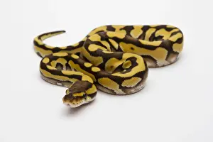 Stampe di Tigre Fantasma Serpente di Raja o Serpente Reale -Python regius-, femmina Pitone Palla Stampe: Tigre Fantasma Ball Python o Serpente reale -Python regius-, femmina.