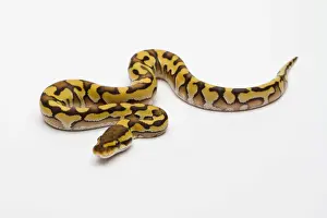 Stampe di Tigre Finto Giallo Ventre Ball Python o Pitone Reale -Python regius-, maschio Pitone Palla Stampe: Tigre Fantasma Giallo Ventre Ball Python o Pitone Reale -Python regius-, maschio.
