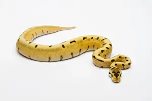 Stampe di Ragno Tigre Palla di Spugna Pitone Reale o Pitone Reale -Python regius-, femmina Pitone Palla Stampe: Tigre Ragnatela Serpente di Balla o Serpente Reale -Python regius-, femmina.
