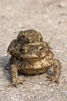 Animal Wildlife Photography Stampe: Toad migration, Common toads -Bufo bufo-
