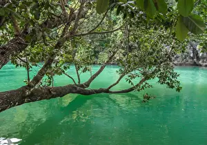Tree Reflection In Water Stampe: Tree at the Underground river