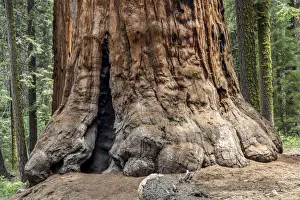 Sequoia Tree Trunk Stampe: Trunk of a Sequoia tree -Sequoioideae