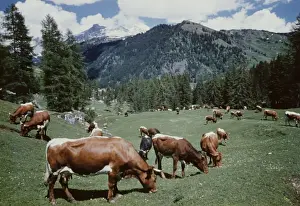 Rural Austria Photography Stampe: Tyrolean Cattle