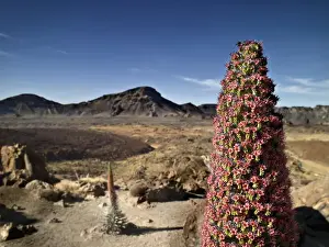 Canary Islands Nature Reserves Stampe: Volcano
