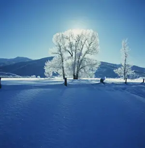Snow Covered Tree Branches Stampe: Wintry Scene