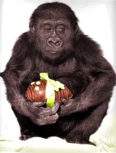 Buffonate Di Animali Stampe: Gorilla con uovo di Pasqua.
