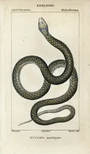 Copperplate Stipple Engravings Stampe: Amethystine or scrub python, amethyst python