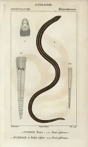 Copperplate Stipple Engraving Stampe: Indian python, python bora, Python molurus