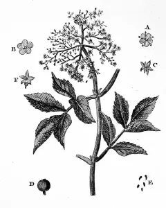 European Black Elder Stampe: A sample of Elder
