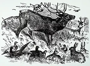 Engraved Wildlife Images Stampe: Different game animals