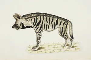 Indian Wildlife Art Stampe: Striped Hyaena Hyaena hyaena