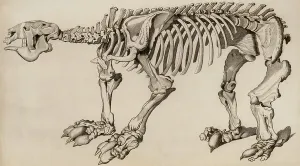 Megatherium Skeleton Stampe: Composite skeleton of Megatherium