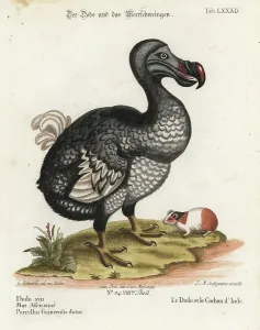 Dodo Bird Illustration Stampe: Dodo, Raphus cucullatus, extinct