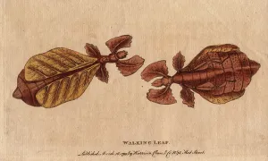 Rare Insect Illustrations Stampe: Phasm or phasmoptere (Phyllium siccifolium)