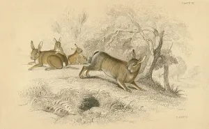 Agricultural Pest Control Stampe: Rabbit (Oryctolagus cuniculus), the Old World rabbit. 1828 (hand-coloured engraving)