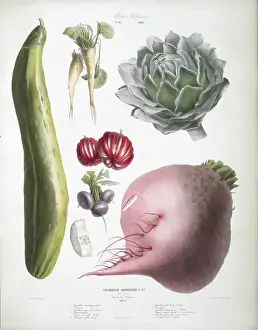 Cucumber Images Stampe: Various Vegetables, including cucumber, artichoke, beetroot and tomatoes