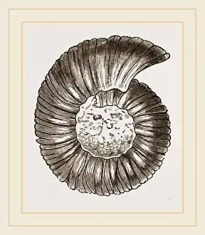 Ammonite Fossils Stampe: Ammonite
