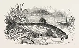 Freshwater Fish Art Stampe: BARBEL
