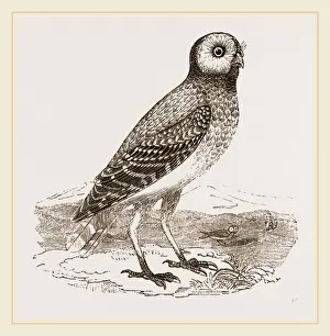 Burrowing Owl Habitat Stampe: Burrowing Owl