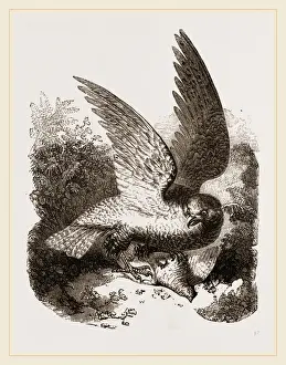 Buzzard Bird Stampe: Buzzard