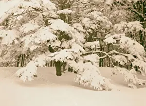 Cedars Of Lebanon Stampe: Cedars flat spreading cedar branches weighted