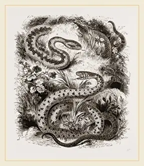 Venomous Snake Species Stampe: Common Adder and Ringed Snake