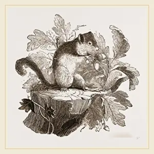Common Dormouse Habitat Stampe: Common Dormouse