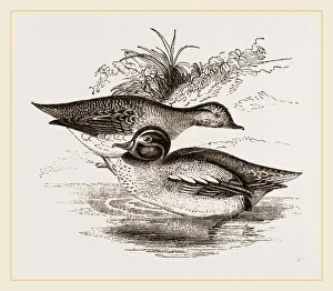 Common Teal Bird Stampe: Common Teals